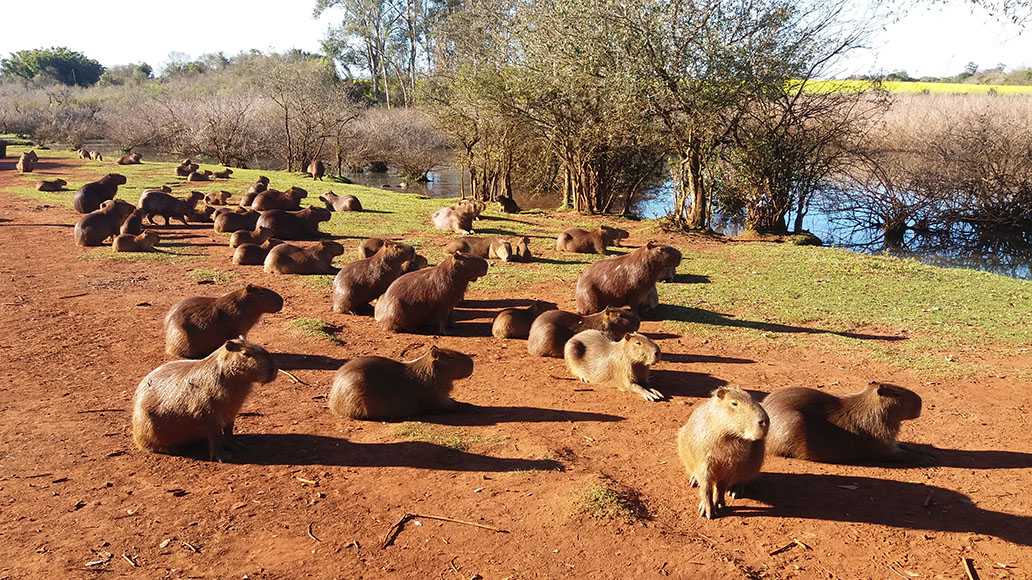 meu nome e ana clara a capivara