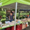 Diversidade e versatilidade das frutas no Pomar de Sabores 