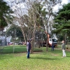 Poda preventiva de árvores na Praça da Matriz