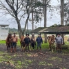 Coleta de exames para Anemia Infecciosa Equina