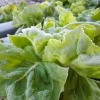 Produção de folhosas é afetada por chuvas e frio 