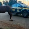 Acidente com moto e cavalo na BR 285