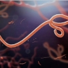 RS investiga caso suspeito de doença pelo vírus ebola