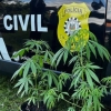 Polícia Civil realiza ofensiva contra tráfico de drogas