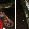 Dupla ferida após moto bater em árvore