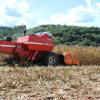 Colheita do milho se encaminha para o final no RS