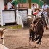 Lei reconhece Rodeio Crioulo como cultura popular