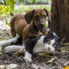 Cerro Largo avança em bem-estar animal