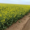 Maior parte das lavouras de canola está em floração 