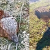 Galinha enfrenta frio de -4,2°C para proteger pintinhos