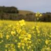 Semeadura da canola está quase concluída no RS