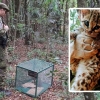 Filhote de gato-maracajá é devolvido à natureza