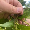 Vem aí o Encontro Nacional de Pecanicultura