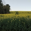 Canola apresenta desenvolvimento satisfatório no RS