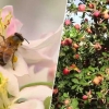 Produtores de maçã estão alugando abelhas