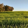 Clima beneficia lavouras de trigo no RS