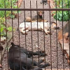 Cães são encontrados mortos dentro do pátio