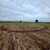Círculo misterioso em lavoura intriga agricultor