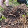 Clima e agropecuária são focos de atuação da Emater