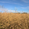 Canola segue em colheita no Rio Grande do Sul