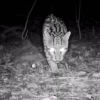 Jaguatirica é registrada na Serra Gaúcha