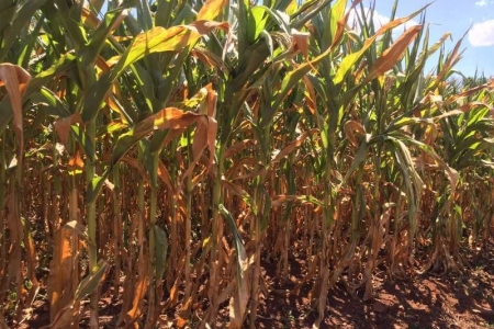 Colheita do milho avançou para 34% da área cultivada